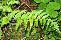 Dryopteris filix-mas Dryopteris filix-mas